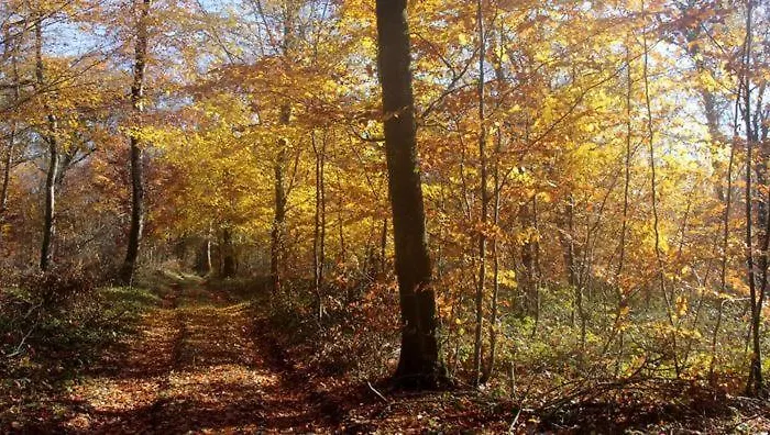 Apartamento Appartement Geichlingen *